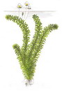دم گربه ای
